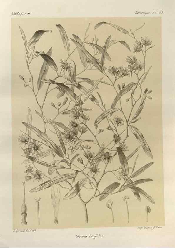Reproducción/Reproduction 49785858451: Histoire physique, naturelle, et politique de Madagascar. Paris :Impr. nationale,1885-. 