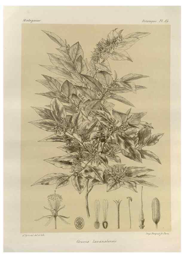 Reproducción/Reproduction 49786180032: Histoire physique, naturelle, et politique de Madagascar. Paris :Impr. nationale,1885-. 