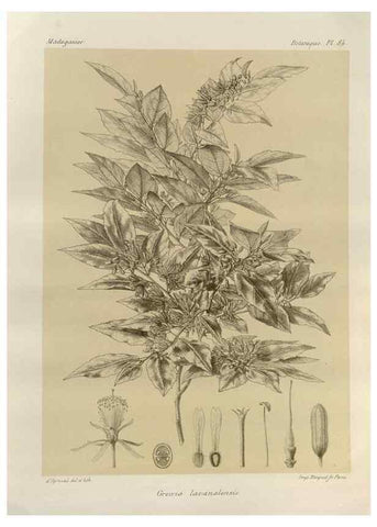 Reproducción/Reproduction 49786180032: Histoire physique, naturelle, et politique de Madagascar. Paris :Impr. nationale,1885-. 
