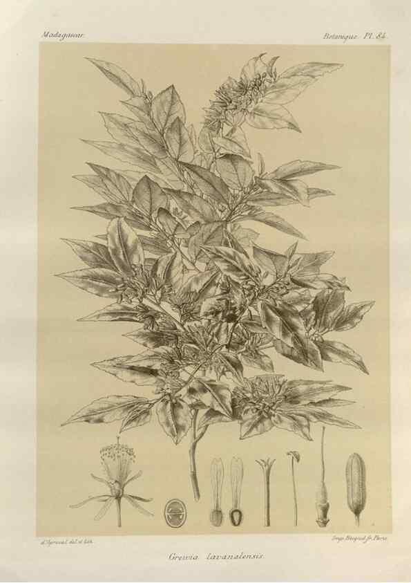 Reproducción/Reproduction 49786180032: Histoire physique, naturelle, et politique de Madagascar. Paris :Impr. nationale,1885-. 