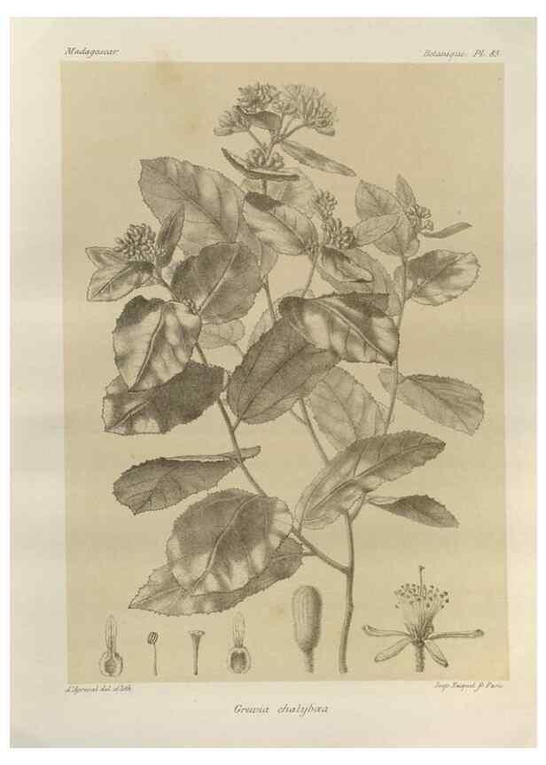 Reproducción/Reproduction 49785321288: Histoire physique, naturelle, et politique de Madagascar. Paris :Impr. nationale,1885-. 