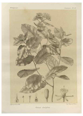 Reproducción/Reproduction 49785321288: Histoire physique, naturelle, et politique de Madagascar. Paris :Impr. nationale,1885-. 
