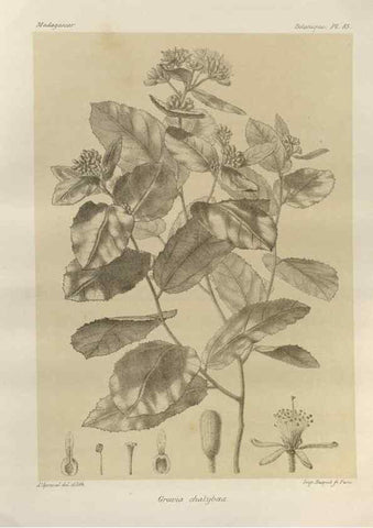 Reproducción/Reproduction 49785321288: Histoire physique, naturelle, et politique de Madagascar. Paris :Impr. nationale,1885-. 