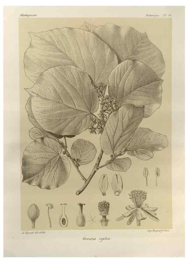 Reproducción/Reproduction 49786180617: Histoire physique, naturelle, et politique de Madagascar. Paris :Impr. nationale,1885-. 