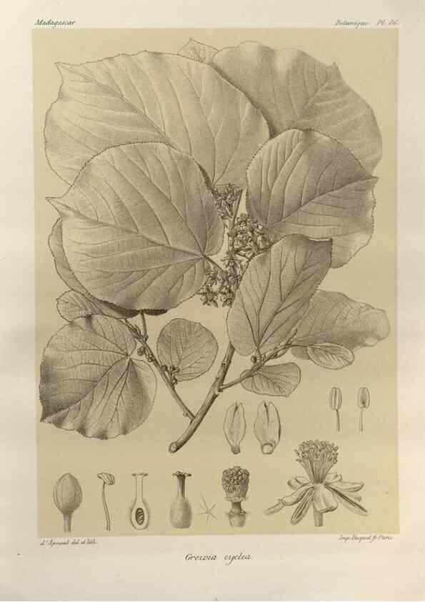 Reproducción/Reproduction 49786180617: Histoire physique, naturelle, et politique de Madagascar. Paris :Impr. nationale,1885-. 
