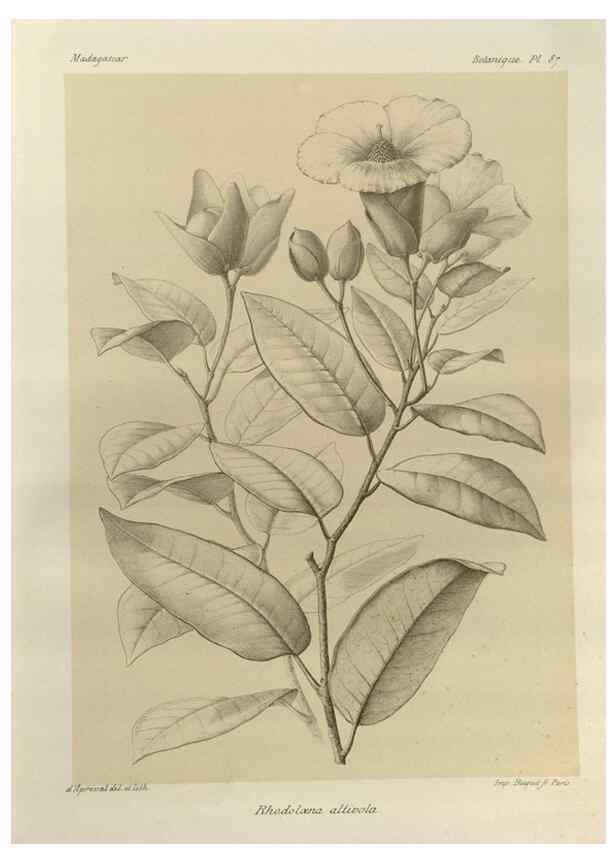 Reproducción/Reproduction 49785321913: Histoire physique, naturelle, et politique de Madagascar. Paris :Impr. nationale,1885-. 