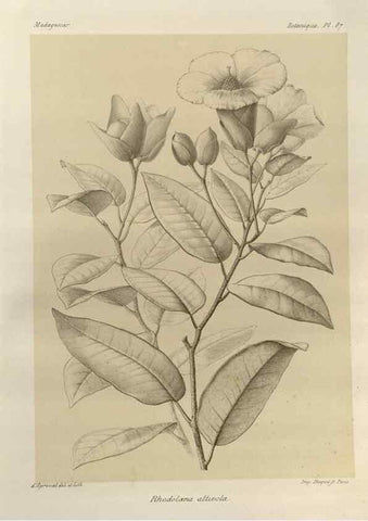 Reproducción/Reproduction 49785321913: Histoire physique, naturelle, et politique de Madagascar. Paris :Impr. nationale,1885-. 