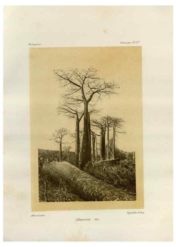 Reproducción/Reproduction 49786178457: Histoire physique, naturelle, et politique de Madagascar. Paris :Impr. nationale,1885-. 