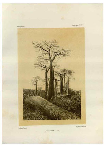 Reproducción/Reproduction 49786178457: Histoire physique, naturelle, et politique de Madagascar. Paris :Impr. nationale,1885-. 