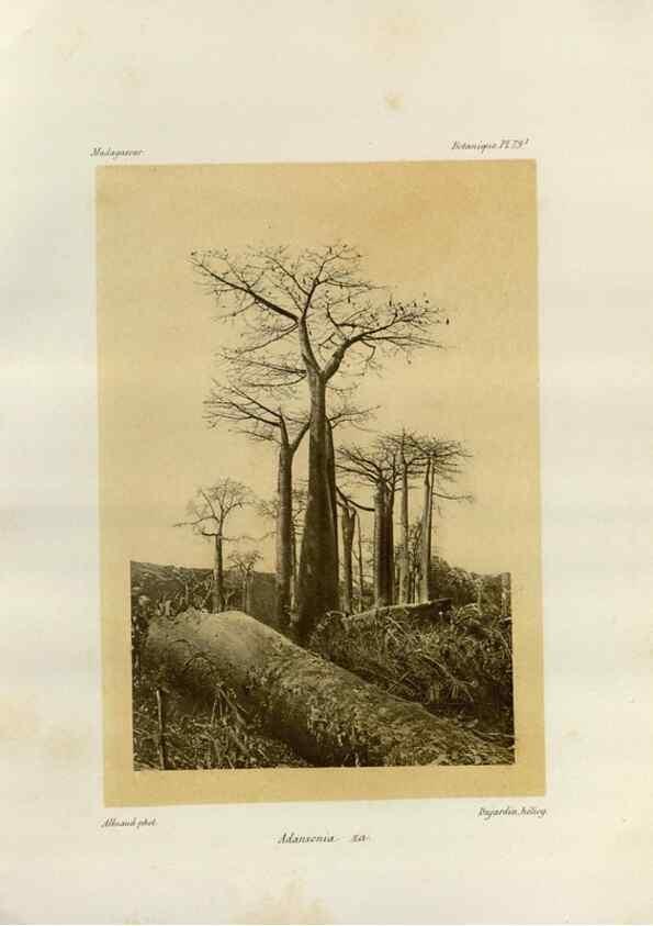 Reproducción/Reproduction 49786178457: Histoire physique, naturelle, et politique de Madagascar. Paris :Impr. nationale,1885-. 