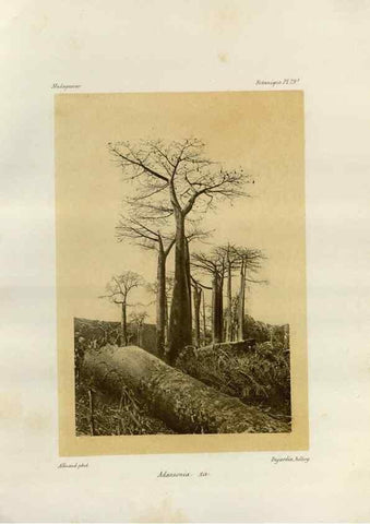 Reproducción/Reproduction 49786178457: Histoire physique, naturelle, et politique de Madagascar. Paris :Impr. nationale,1885-. 