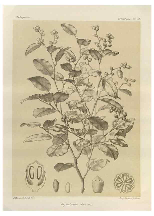 Reproducción/Reproduction 49786181272: Histoire physique, naturelle, et politique de Madagascar. Paris :Impr. nationale,1885-. 