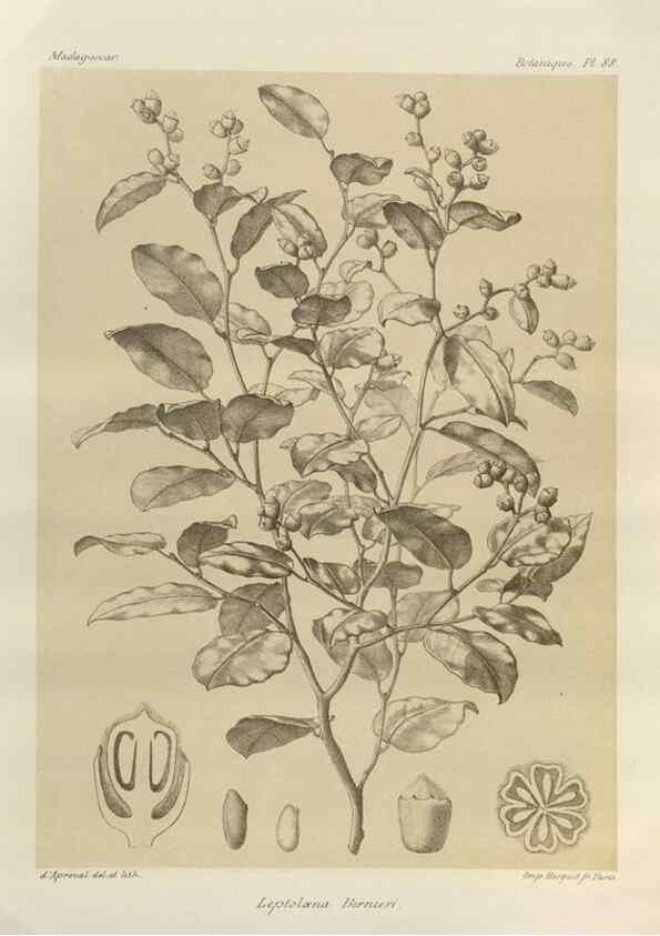 Reproducción/Reproduction 49786181272: Histoire physique, naturelle, et politique de Madagascar. Paris :Impr. nationale,1885-. 