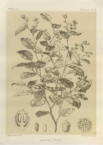 Reproducción/Reproduction 49786181272: Histoire physique, naturelle, et politique de Madagascar. Paris :Impr. nationale,1885-. 