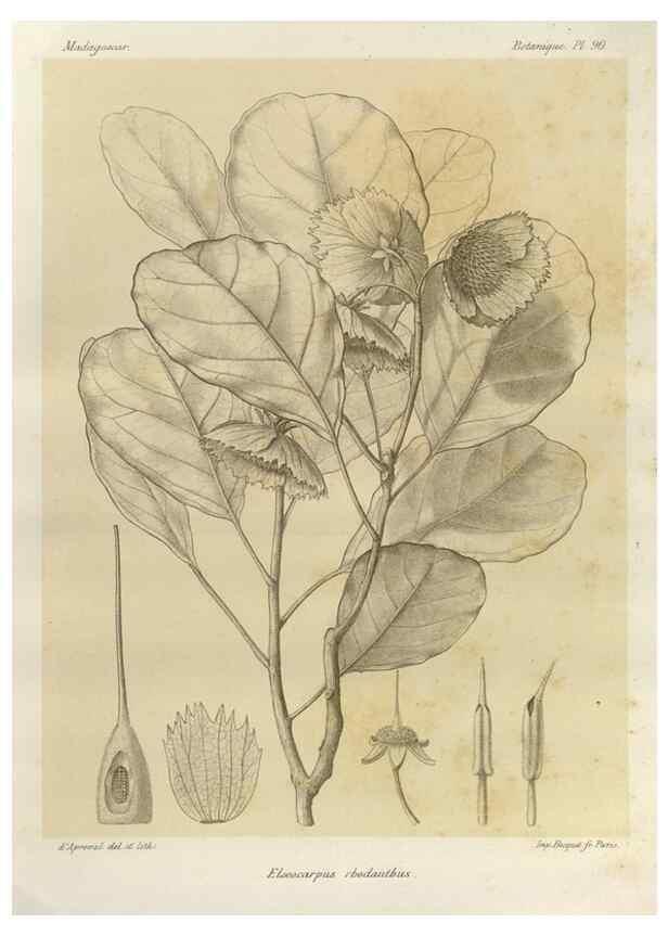 Reproducción/Reproduction 49785860846: Histoire physique, naturelle, et politique de Madagascar. Paris :Impr. nationale,1885-. 
