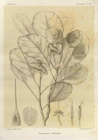 Reproducción/Reproduction 49785860846: Histoire physique, naturelle, et politique de Madagascar. Paris :Impr. nationale,1885-. 