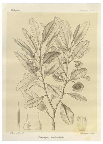 Reproducción/Reproduction 49785861156: Histoire physique, naturelle, et politique de Madagascar. Paris :Impr. nationale,1885-. 