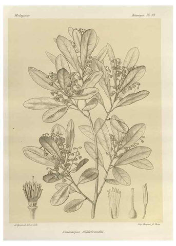 Reproducción/Reproduction 49786183027: Histoire physique, naturelle, et politique de Madagascar. Paris :Impr. nationale,1885-. 