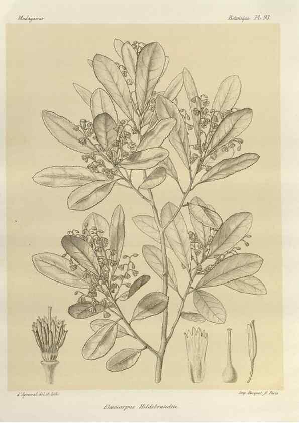 Reproducción/Reproduction 49786183027: Histoire physique, naturelle, et politique de Madagascar. Paris :Impr. nationale,1885-. 