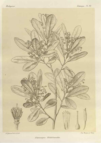 Reproducción/Reproduction 49786183027: Histoire physique, naturelle, et politique de Madagascar. Paris :Impr. nationale,1885-. 