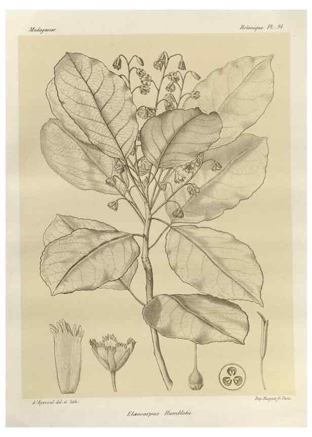 Reproducción/Reproduction 49785862121: Histoire physique, naturelle, et politique de Madagascar. Paris :Impr. nationale,1885-. 