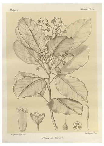 Reproducción/Reproduction 49785862121: Histoire physique, naturelle, et politique de Madagascar. Paris :Impr. nationale,1885-. 