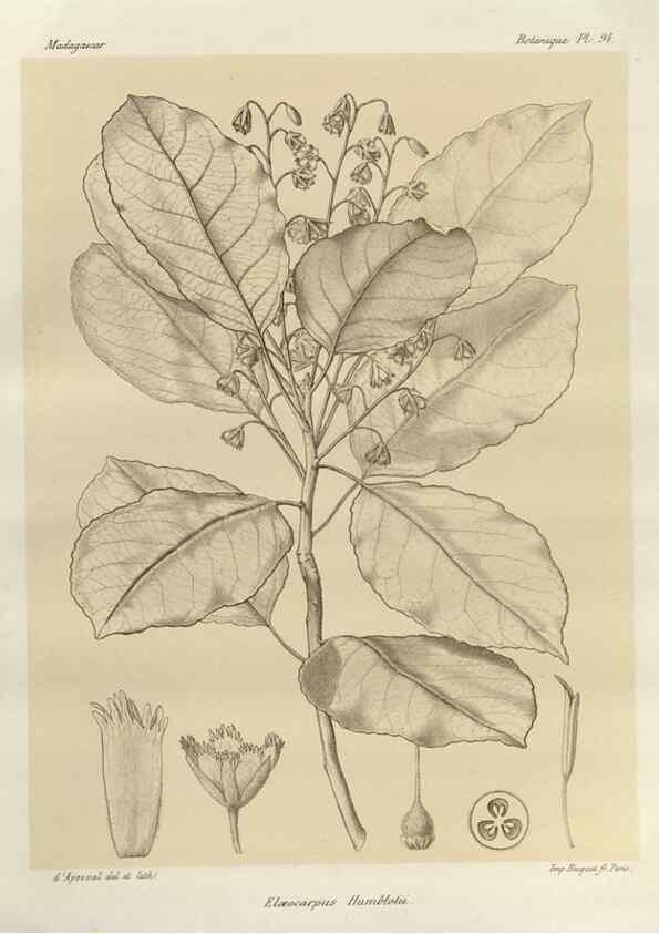 Reproducción/Reproduction 49785862121: Histoire physique, naturelle, et politique de Madagascar. Paris :Impr. nationale,1885-. 