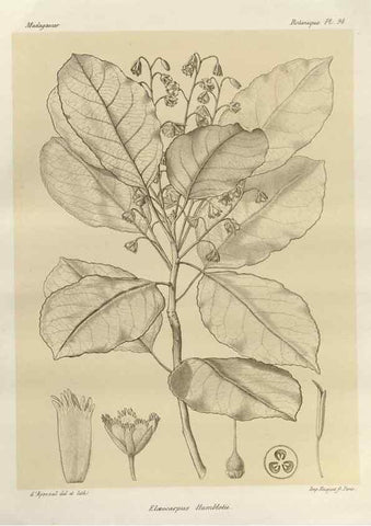 Reproducción/Reproduction 49785862121: Histoire physique, naturelle, et politique de Madagascar. Paris :Impr. nationale,1885-. 