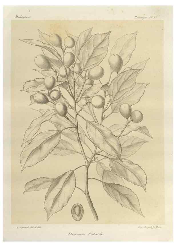 Reproducción/Reproduction 49785324858: Histoire physique, naturelle, et politique de Madagascar. Paris :Impr. nationale,1885-. 