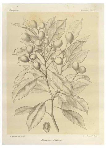 Reproducción/Reproduction 49785324858: Histoire physique, naturelle, et politique de Madagascar. Paris :Impr. nationale,1885-. 