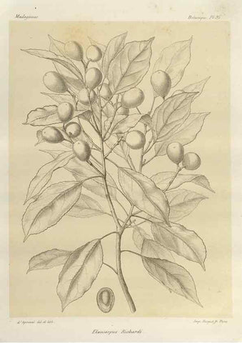 Reproducción/Reproduction 49785324858: Histoire physique, naturelle, et politique de Madagascar. Paris :Impr. nationale,1885-. 