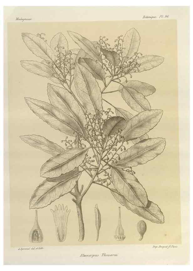 Reproducción/Reproduction 49786184227: Histoire physique, naturelle, et politique de Madagascar. Paris :Impr. nationale,1885-. 