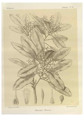 Reproducción/Reproduction 49786184227: Histoire physique, naturelle, et politique de Madagascar. Paris :Impr. nationale,1885-. 