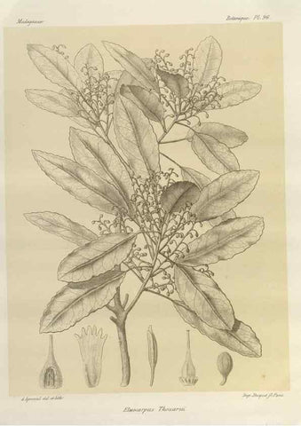 Reproducción/Reproduction 49786184227: Histoire physique, naturelle, et politique de Madagascar. Paris :Impr. nationale,1885-. 