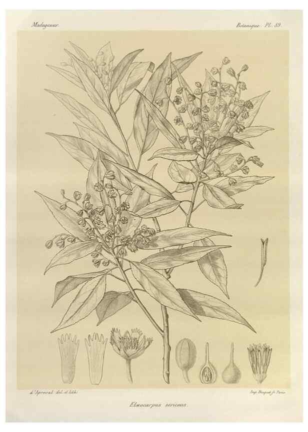 Reproducción/Reproduction 49785860506: Histoire physique, naturelle, et politique de Madagascar. Paris :Impr. nationale,1885-. 
