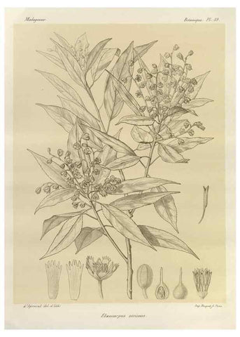 Reproducción/Reproduction 49785860506: Histoire physique, naturelle, et politique de Madagascar. Paris :Impr. nationale,1885-. 