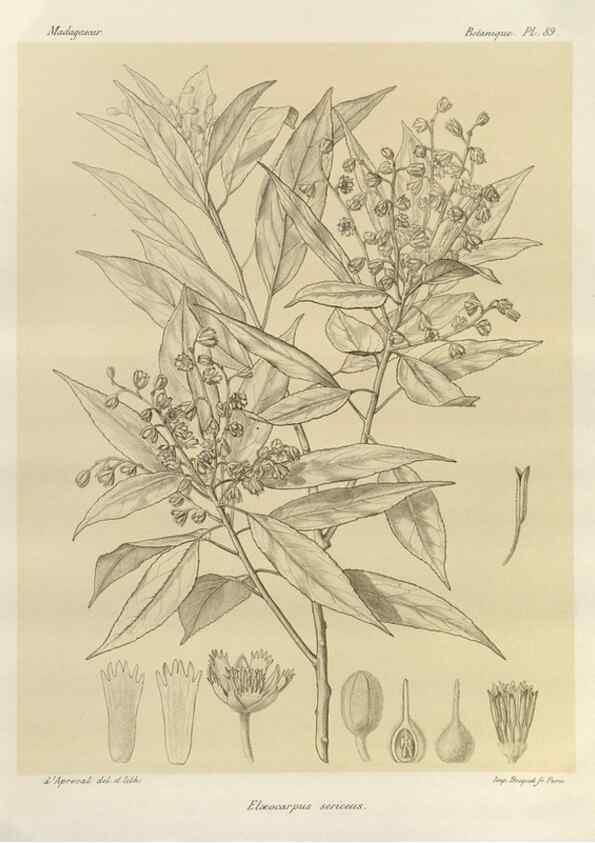 Reproducción/Reproduction 49785860506: Histoire physique, naturelle, et politique de Madagascar. Paris :Impr. nationale,1885-. 