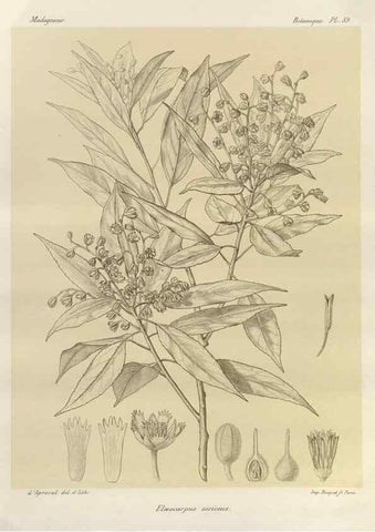 Reproducción/Reproduction 49785860506: Histoire physique, naturelle, et politique de Madagascar. Paris :Impr. nationale,1885-. 