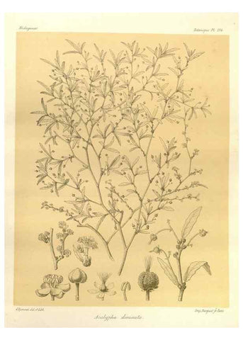 Reproducción/Reproduction 49785919031: Histoire physique, naturelle, et politique de Madagascar. Paris :Impr. nationale,1885-. 