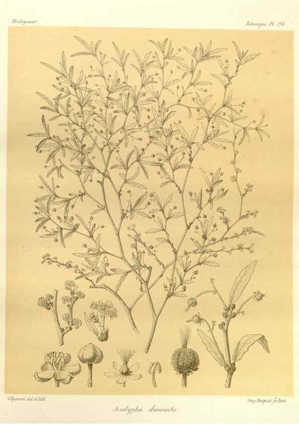 Reproducción/Reproduction 49785919031: Histoire physique, naturelle, et politique de Madagascar. Paris :Impr. nationale,1885-. 
