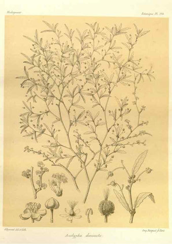 Reproducción/Reproduction 49785919031: Histoire physique, naturelle, et politique de Madagascar. Paris :Impr. nationale,1885-. 