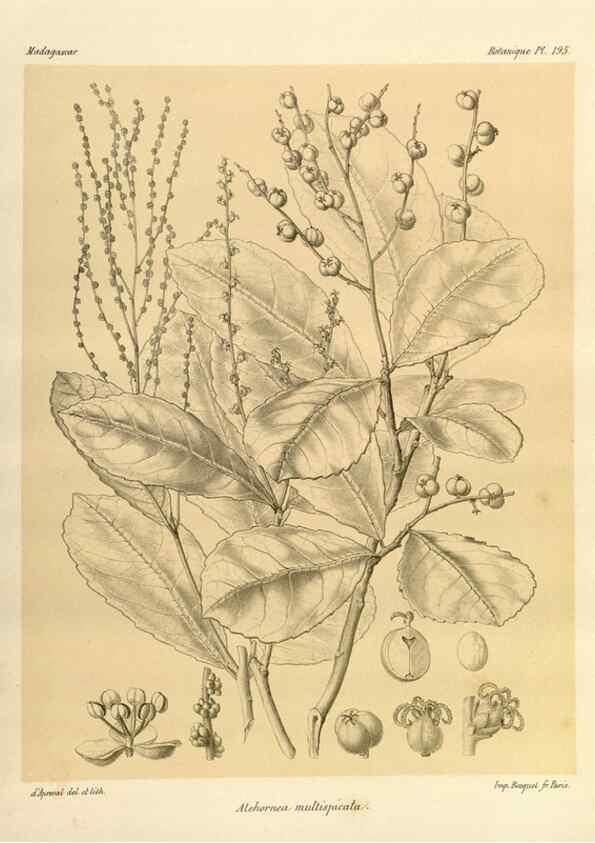Reproducción/Reproduction 49786240587: Histoire physique, naturelle, et politique de Madagascar. Paris :Impr. nationale,1885-. 