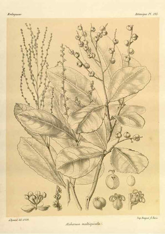Reproducción/Reproduction 49786240587: Histoire physique, naturelle, et politique de Madagascar. Paris :Impr. nationale,1885-. 