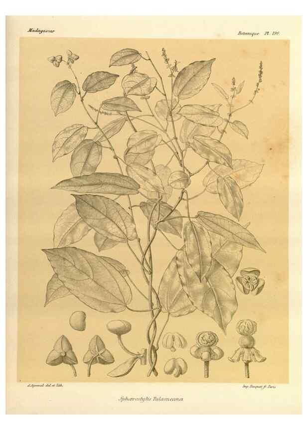 Reproducción/Reproduction 49785919601: Histoire physique, naturelle, et politique de Madagascar. Paris :Impr. nationale,1885-. 