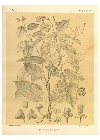 Reproducción/Reproduction 49785919601: Histoire physique, naturelle, et politique de Madagascar. Paris :Impr. nationale,1885-. 