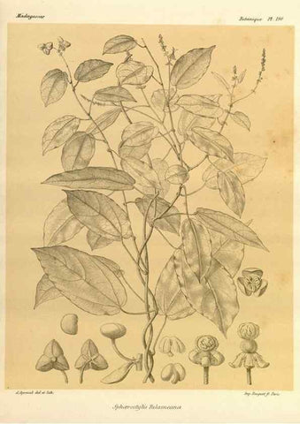 Reproducción/Reproduction 49785919601: Histoire physique, naturelle, et politique de Madagascar. Paris :Impr. nationale,1885-. 