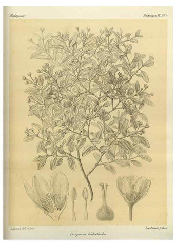 Reproducción/Reproduction 49786026586: Histoire physique, naturelle, et politique de Madagascar. Paris :Impr. nationale,1885-. 