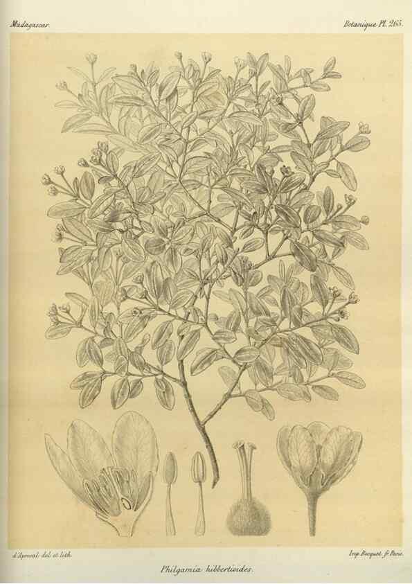 Reproducción/Reproduction 49786026586: Histoire physique, naturelle, et politique de Madagascar. Paris :Impr. nationale,1885-. 