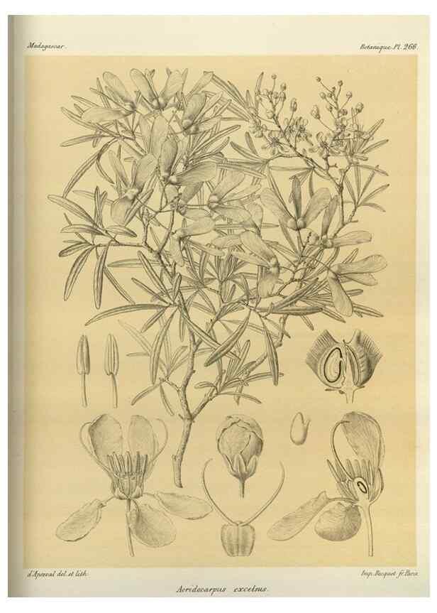 Reproducción/Reproduction 49785489293: Histoire physique, naturelle, et politique de Madagascar. Paris :Impr. nationale,1885-. 
