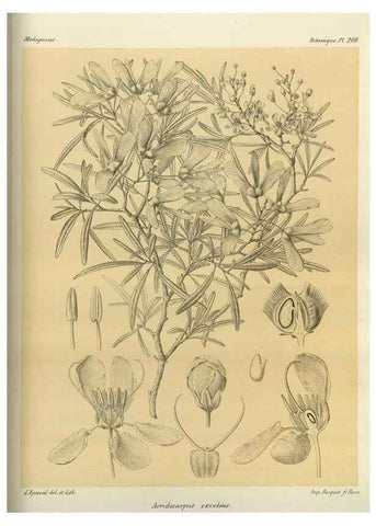 Reproducción/Reproduction 49785489293: Histoire physique, naturelle, et politique de Madagascar. Paris :Impr. nationale,1885-. 